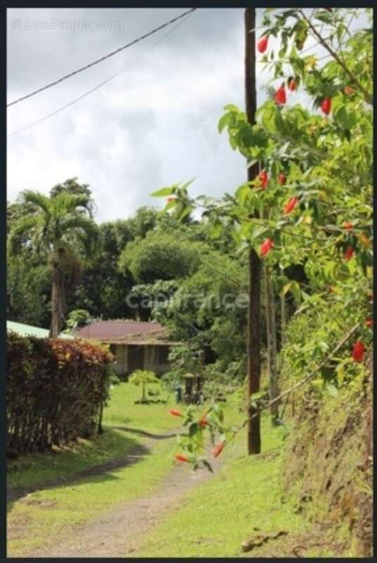 À Vendre – Grand terrain à bâtir de 6 130 m² à Ajoupa-Bouillon (Martinique) - photo 6