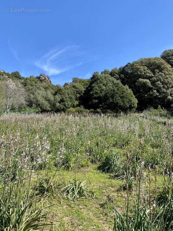 Terrain à PROPRIANO