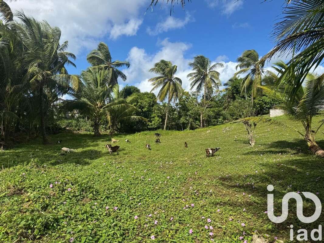 Photo 2 - Terrain à MORNE-A-L&#039;EAU