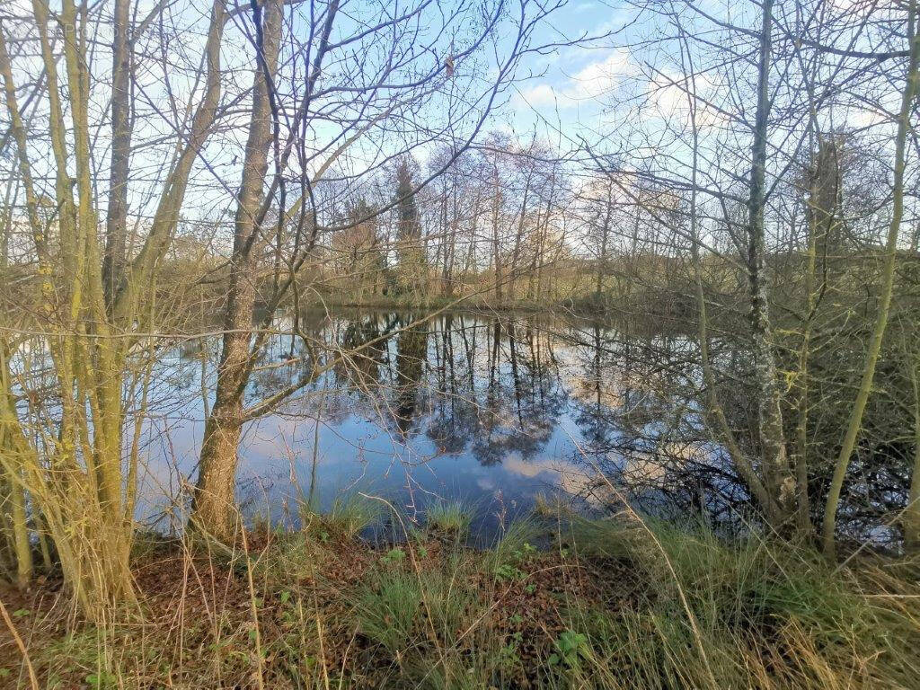 Terrain à SAINTE-CECILE