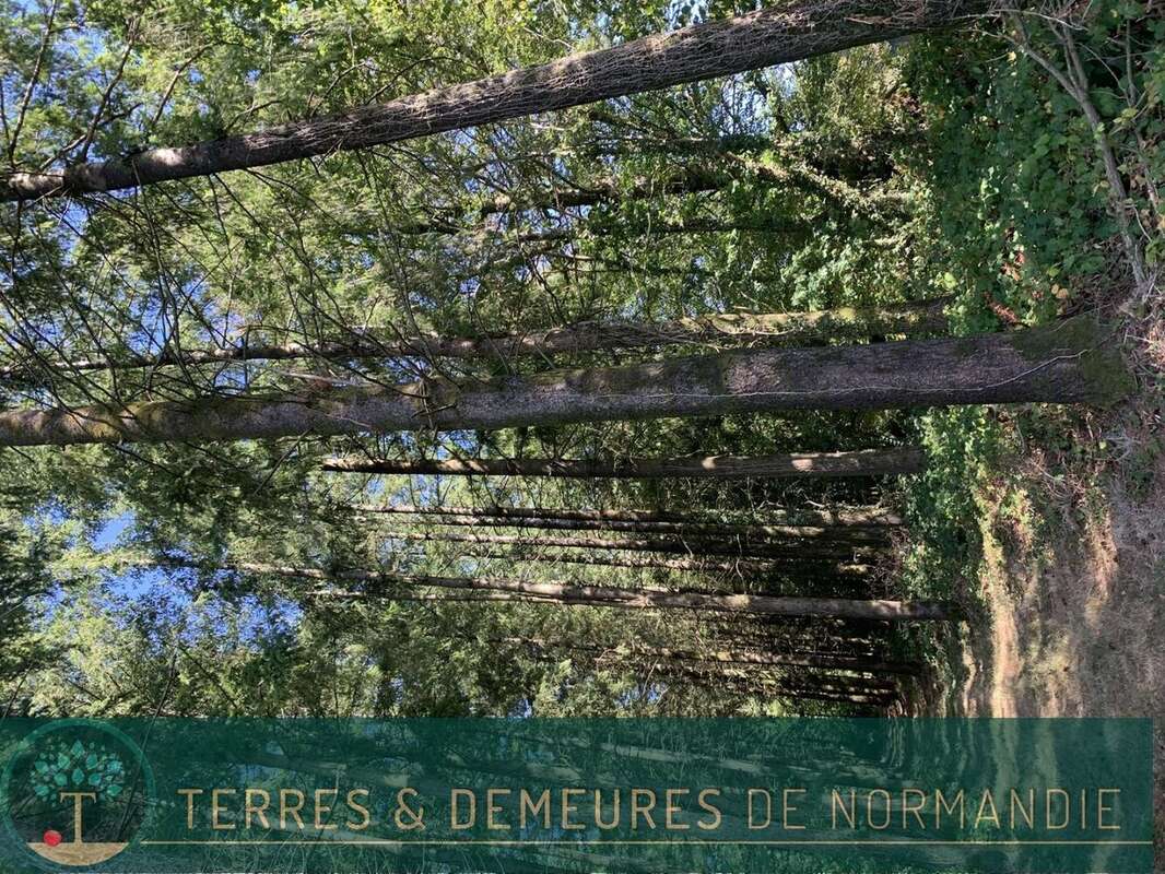 Dans le CALVADOS, secteur de VIRE (14500) A vendre bois de 3ha 69 a d'un seul tenant - photo 3