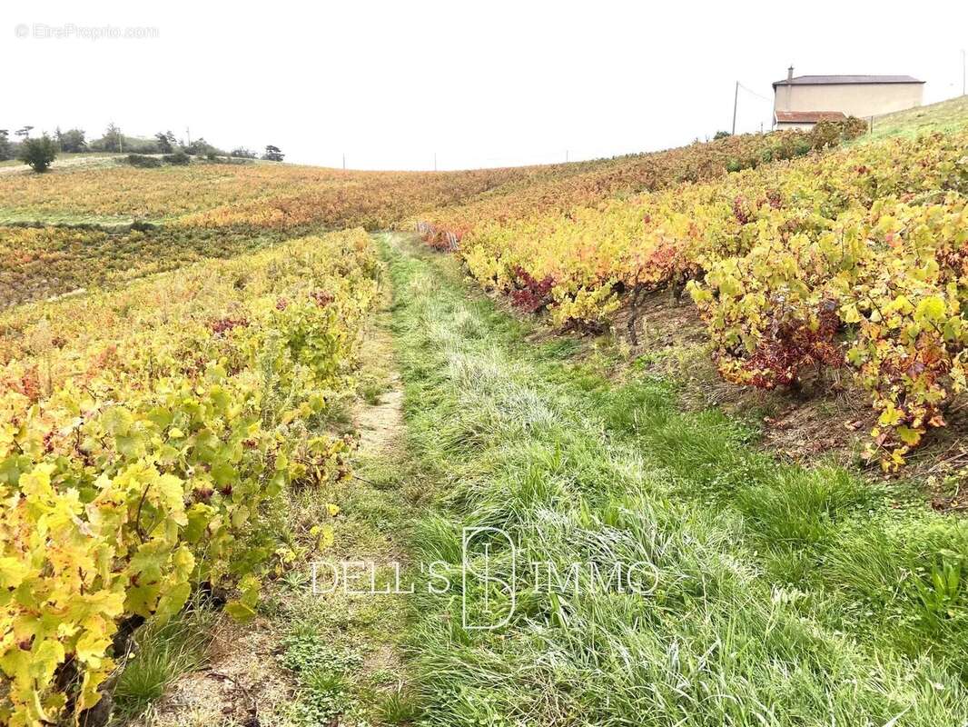 Terrain à FLEURIE