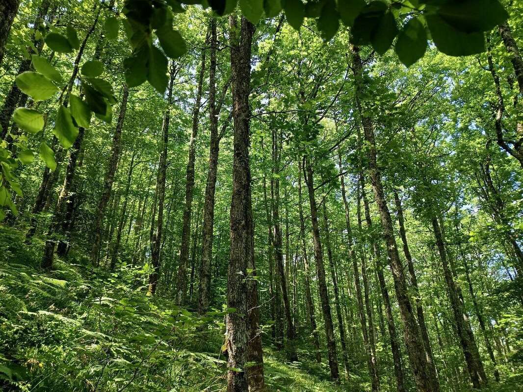 Charmante maison de campagne en pierre à BERLATS, au coeur de la nature - photo 10