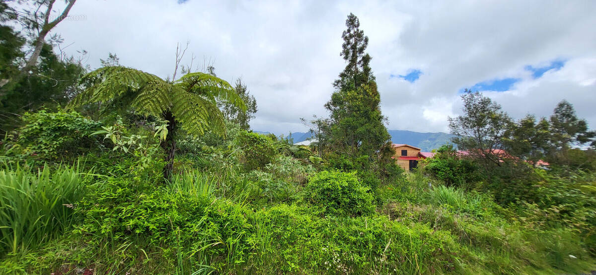 Photo 1 - Terrain à LA PLAINE-DES-PALMISTES