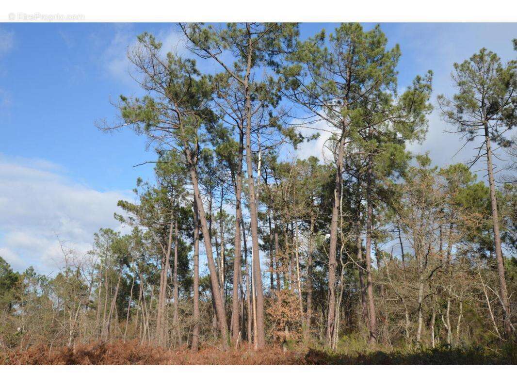 Terrain à PORCHERES