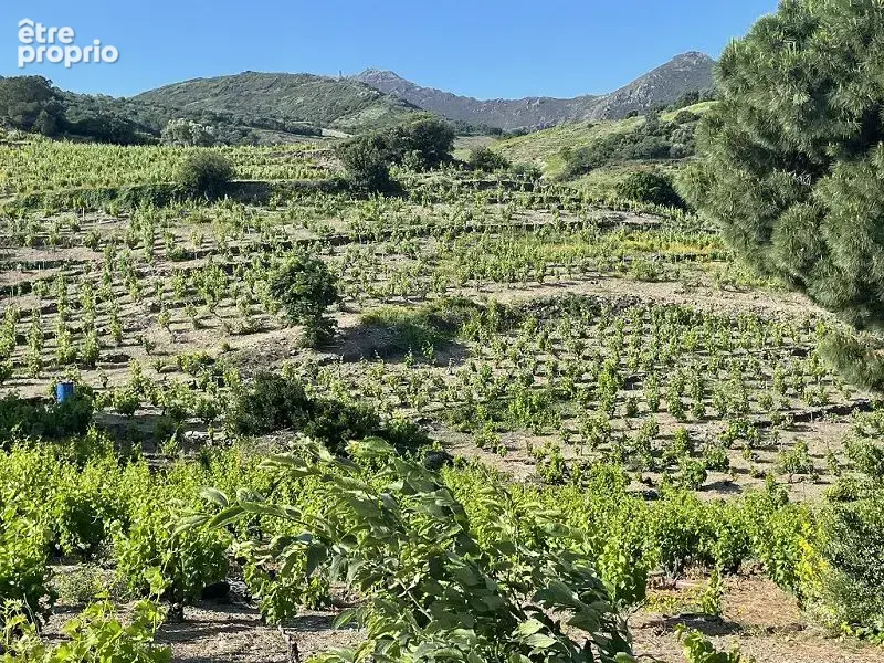 Terrain 24 000 m² à vendre à Collioure (66190) - photo 5