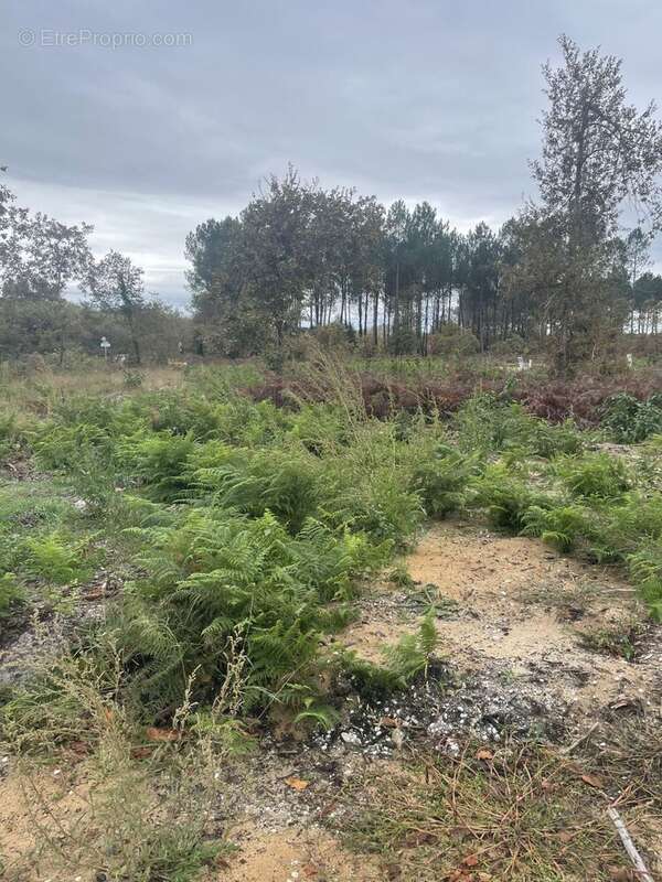 Terrain à bâtir de 500 m² à SALLES (33) - photo 2