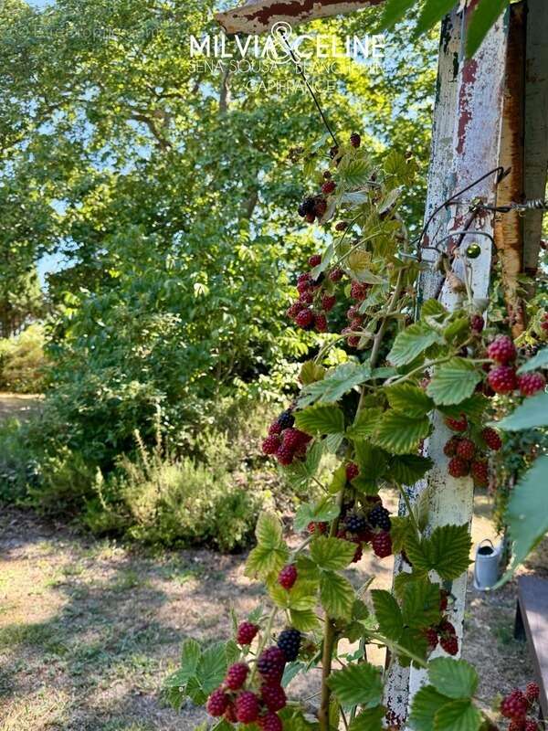 Maison à CARCASSONNE