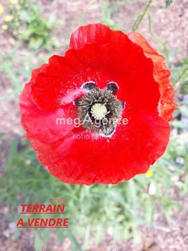 Terrain à L'HUISSERIE