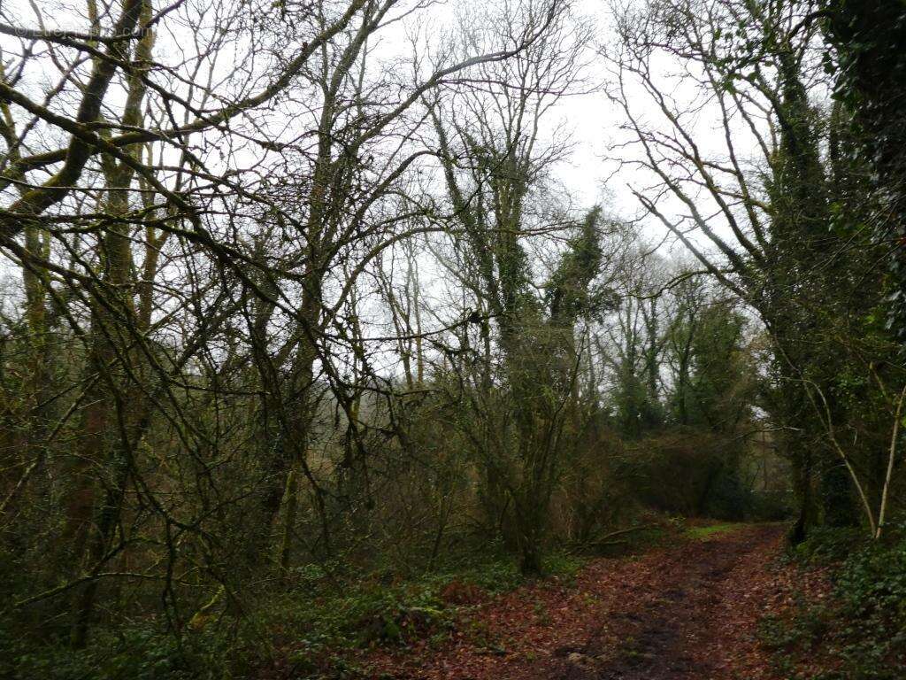 Terrain à SAINT-TUGDUAL