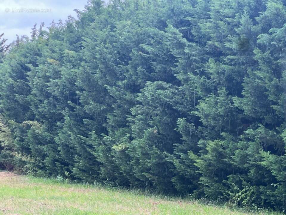 Terrain à SAINT-REMY-DE-PROVENCE