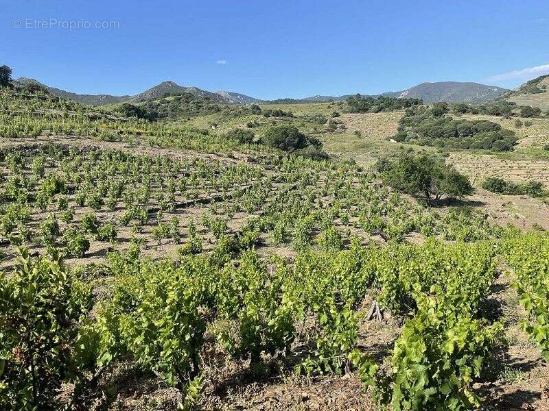 Terrain à COLLIOURE