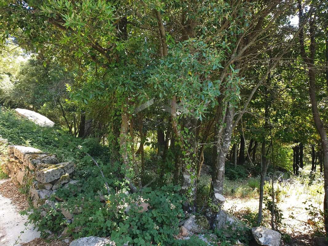 Terrain de 495 m² à L’Ospedale, Commune de Porto-Vecchio - photo 11