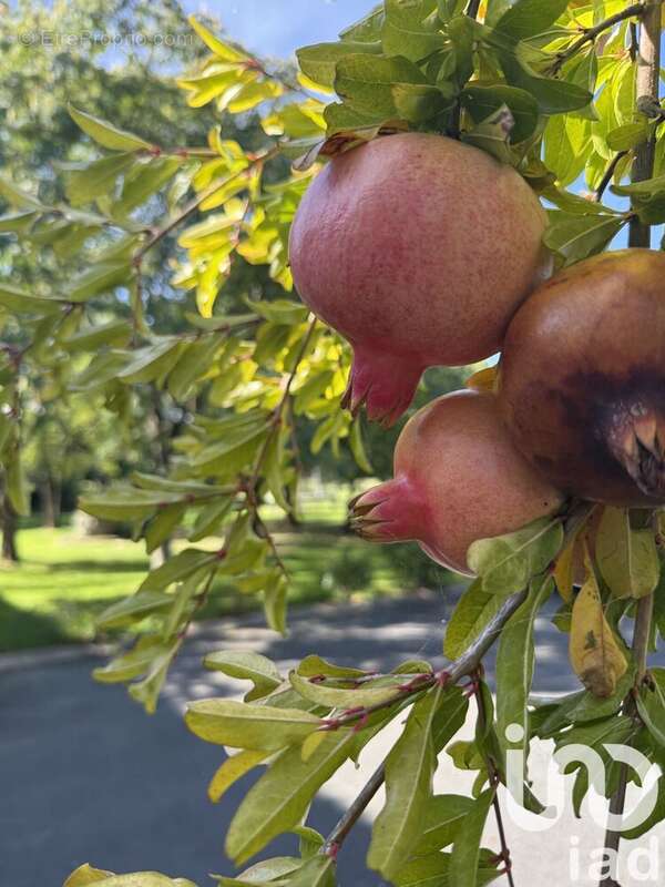 Photo 5 - Maison à SAINT-OUEN-D&#039;AUNIS