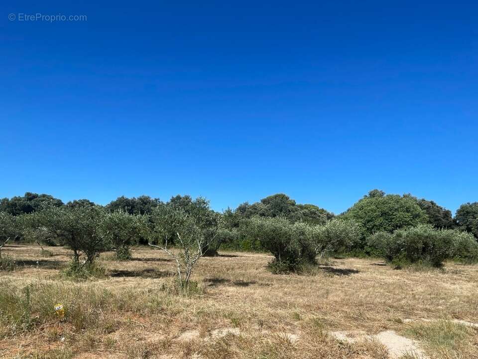 Terrain 1700 m² à Saint-Siffret  - photo 3