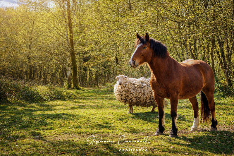Maison à SAINT-FRONT-DE-PRADOUX