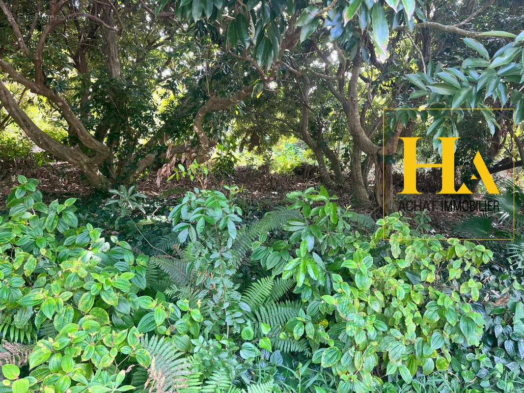 Terrain à SAINT-JOSEPH