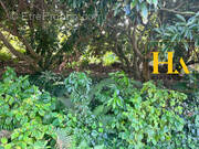 Terrain à SAINT-JOSEPH