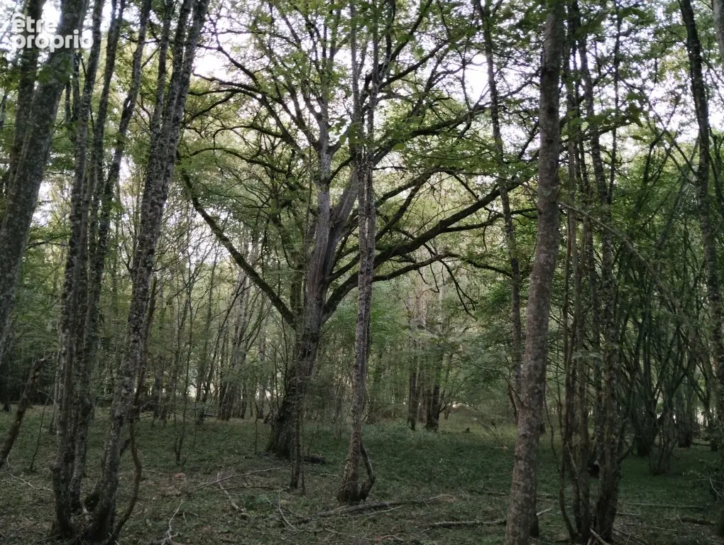 Terrain 23640 m² à Dammarie-Sur-Loing  - photo 5
