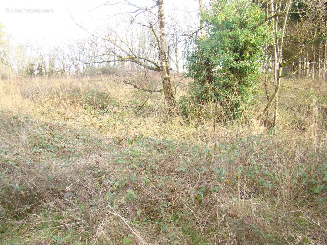 Terrain à SAINT-MAURICE-LA-CLOUERE