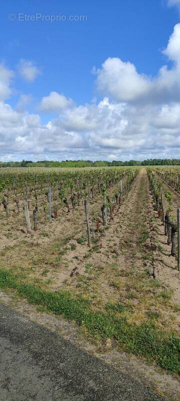 Photo 1 - Terrain à SAVIGNY-EN-VERON