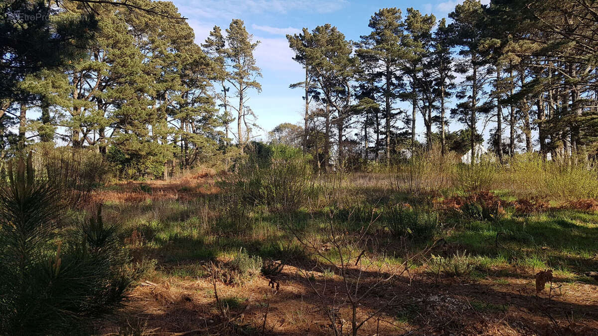 Terrain à LE PALAIS