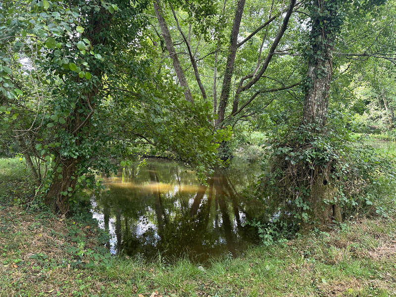 Authentique maison Landaise entierement rénovée avec petite dépendance, ruisseau et mare sur environ 2 Ha - photo 4