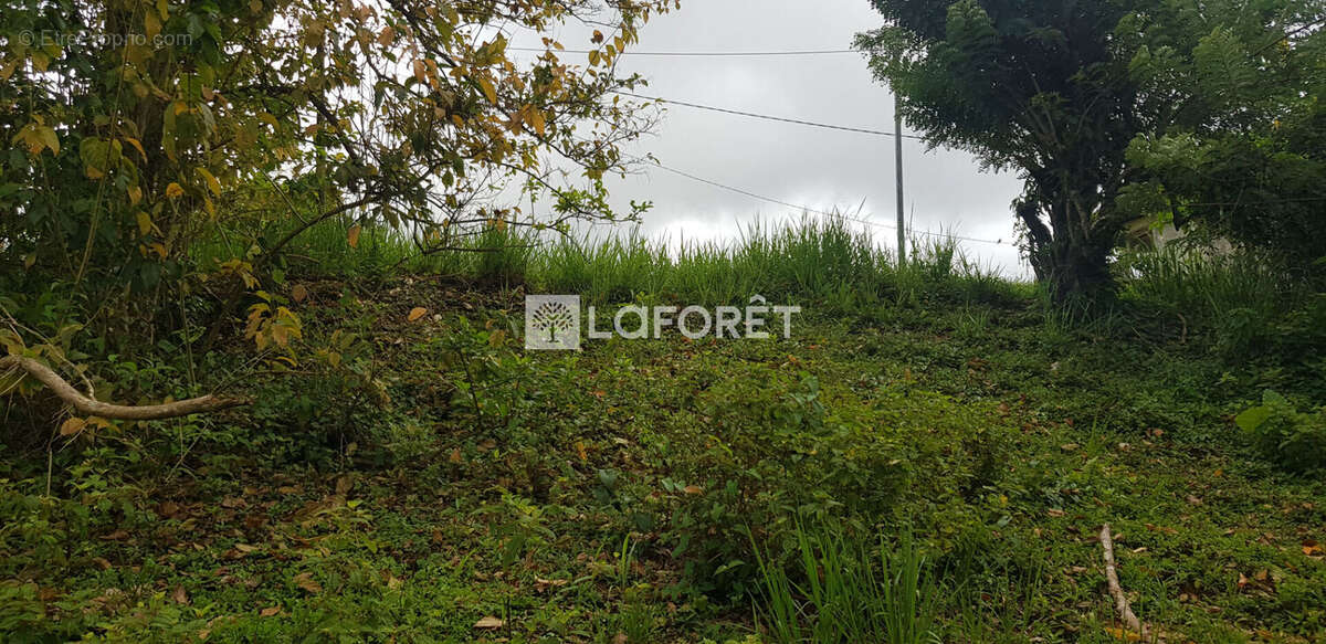 Terrain à LA TRINITE