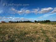 Terrain à LA CHAPELLE-SAINT-FLORENT