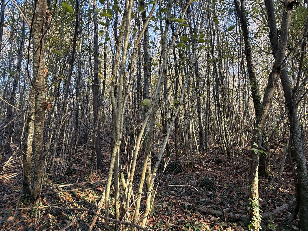 Terrain à SAINT-SORNIN-LAVOLPS