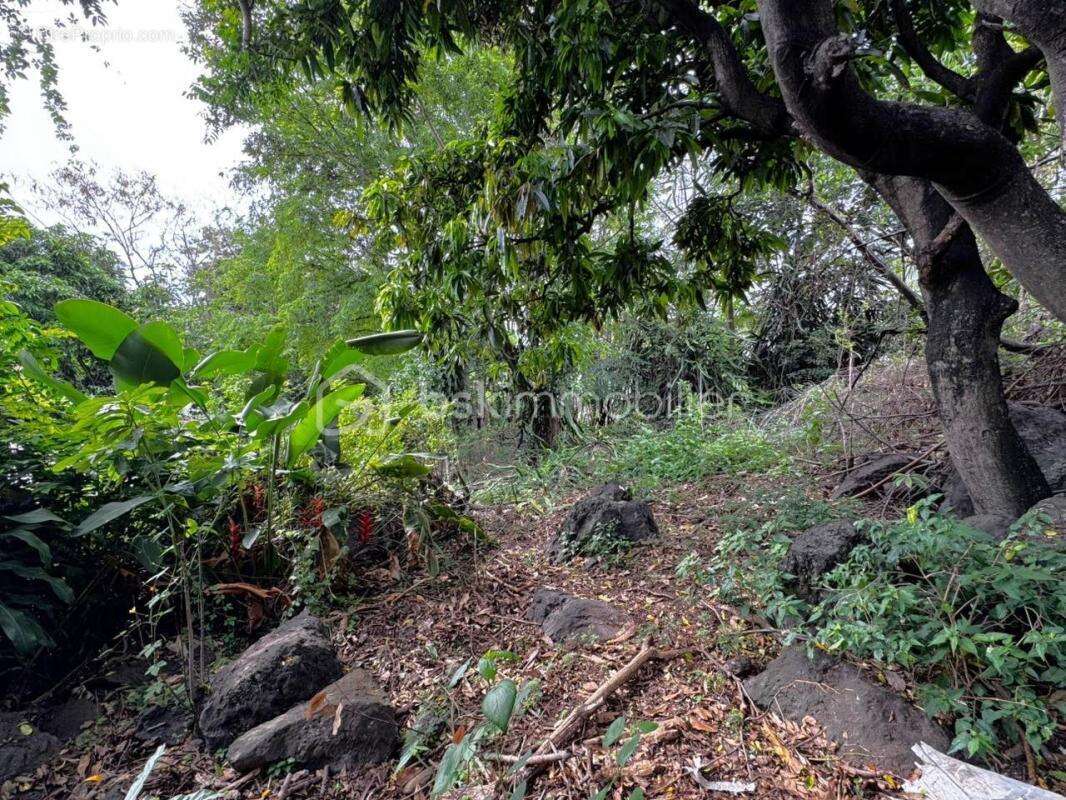 Terrain à SAINT-LEU