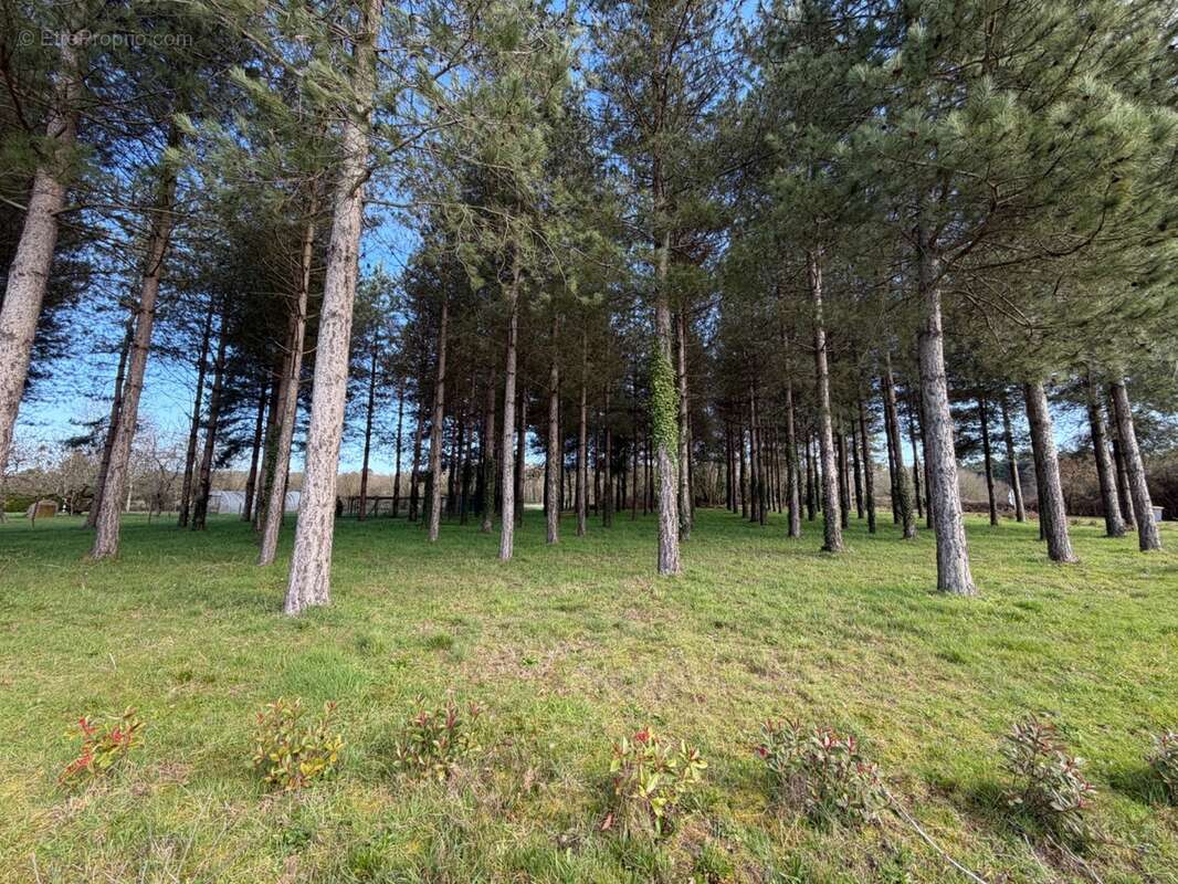 Terrain à vendre de 3 000,00 m² TIERCE (49) - photo 2