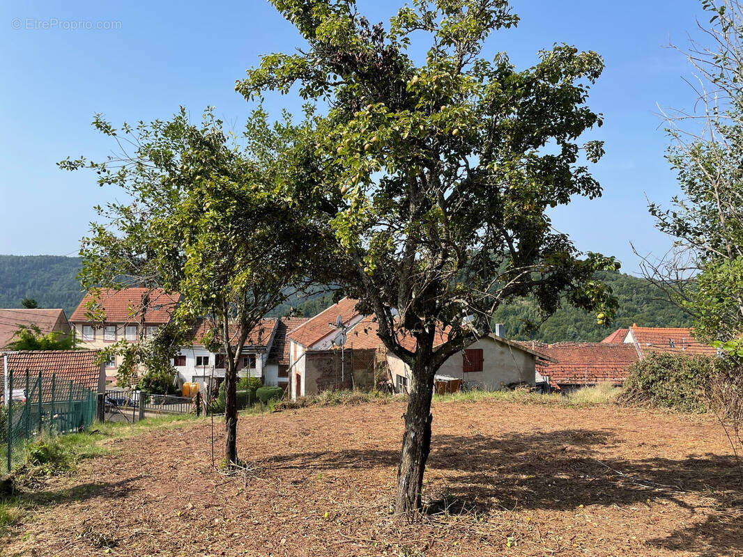Terrain à HASELBOURG
