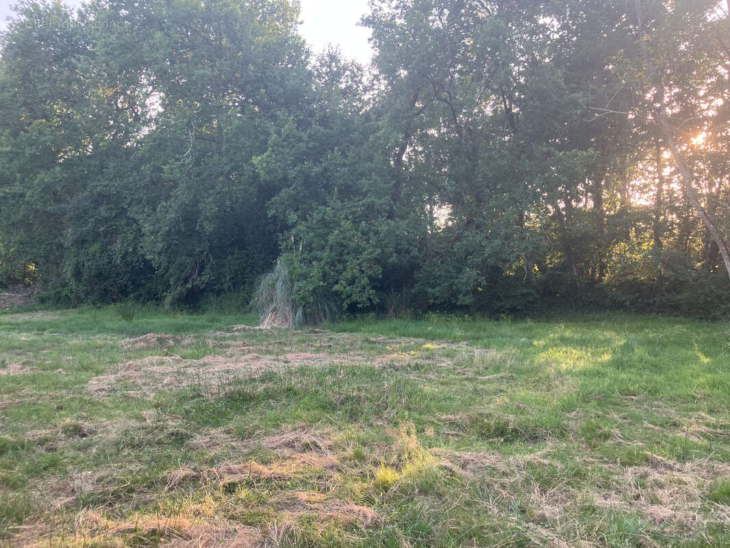 Terrain à SALLES