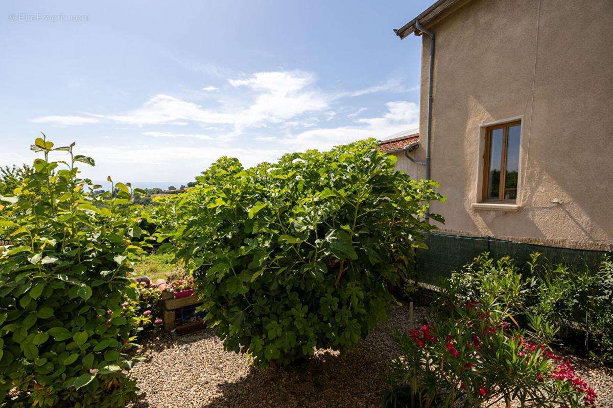Maison à VIOLAY
