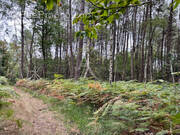 Terrain à LA BREILLE-LES-PINS