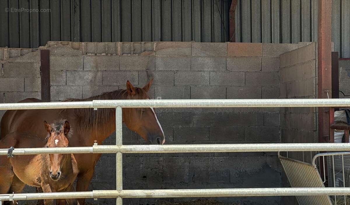 Centre equestre avec manege couvert et cabinet d'equitherapie - photo 12
