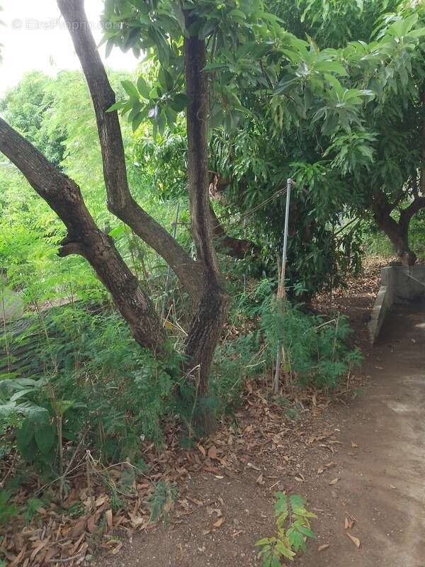 Maison à BASSE-TERRE