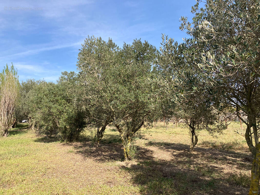 Terrain à PALAU-DEL-VIDRE