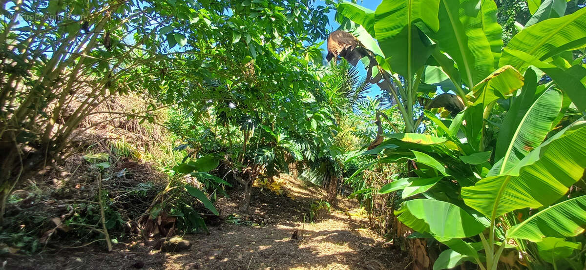 Maison à CAPESTERRE-BELLE-EAU