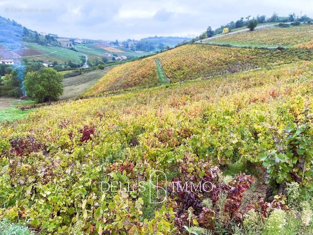 Terrain à FLEURIE