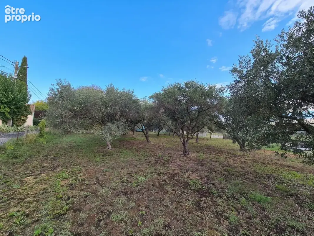 Terrain plat avec oliviers - photo 2