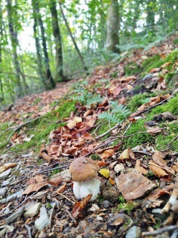 Terrain à SAINT-SALVY-DE-LA-BALME