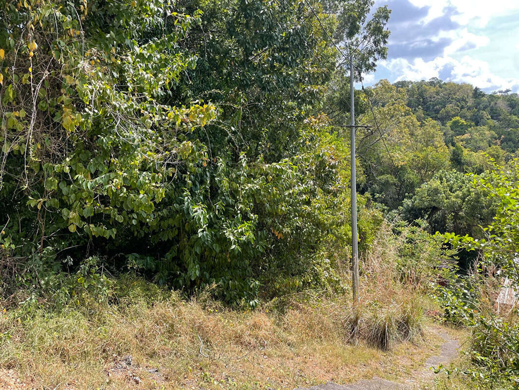 Terrain à SCHOELCHER