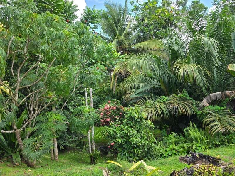 Maison à BAIE-MAHAULT