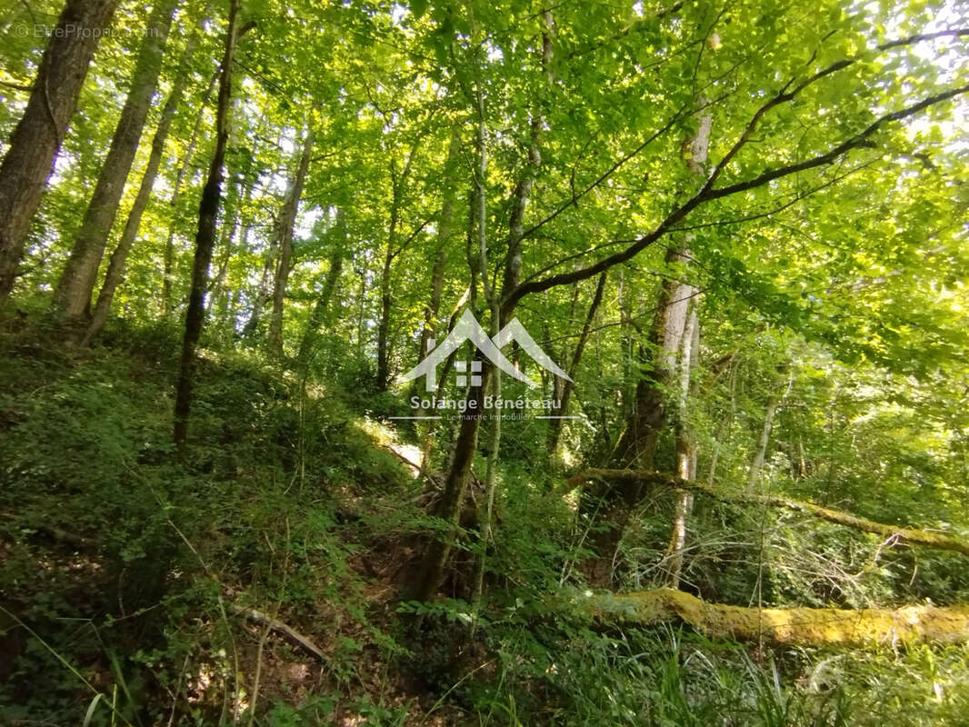 Terrain à SAINTE-MARTHE