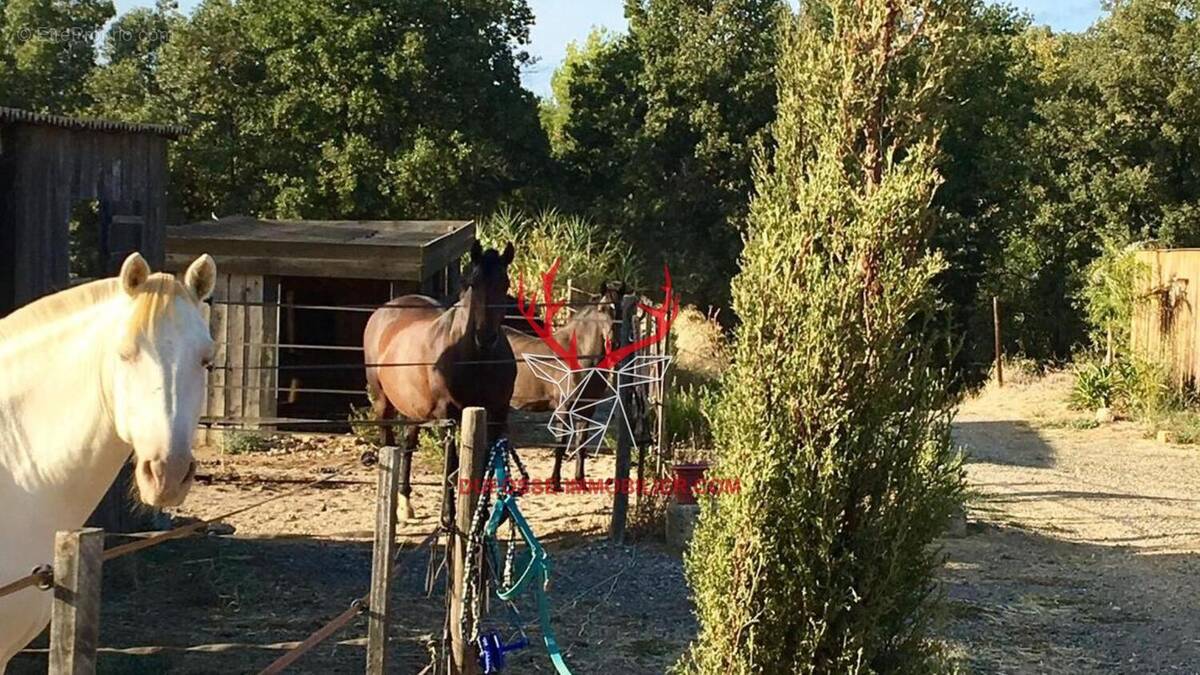 Photo 1 - Maison à PEZENAS