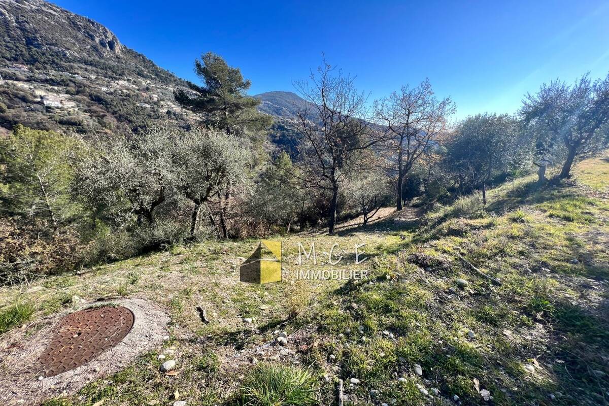 Terrain à CASTAGNIERS