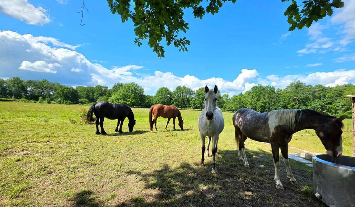 Propriété de charme avec gîte indépendant sur plus de 6 hectares clôturés - photo 11