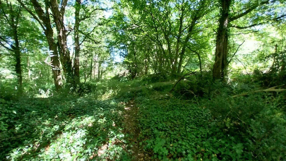 Point d'eau avec Terrain boisé - Périgord Vert - photo 6